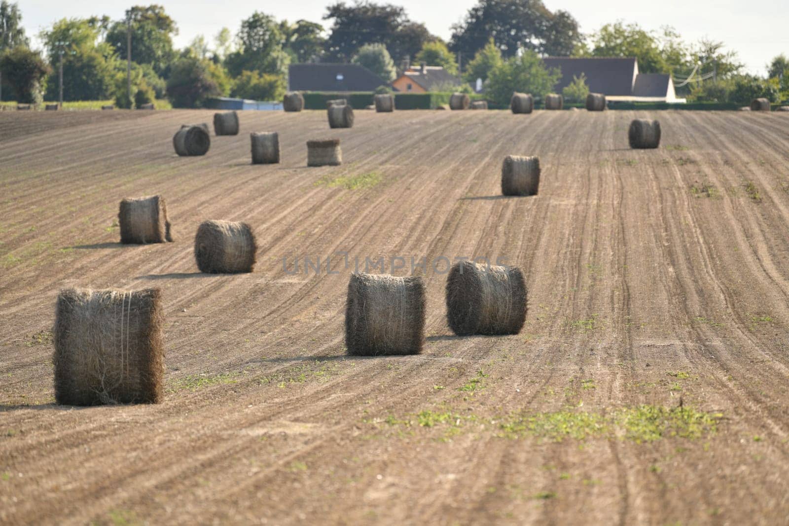 Bale of dry flax on the field in Normandy France