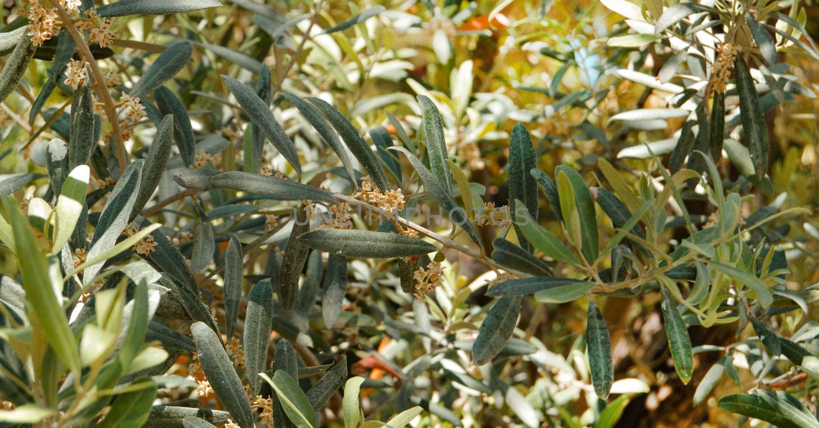 Background of olive leaves, flowering olive branches on a sunny day.