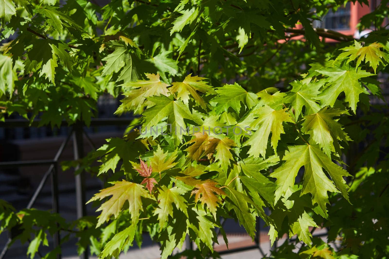 Photo of green foliage of maple tree. Bright by electrovenik