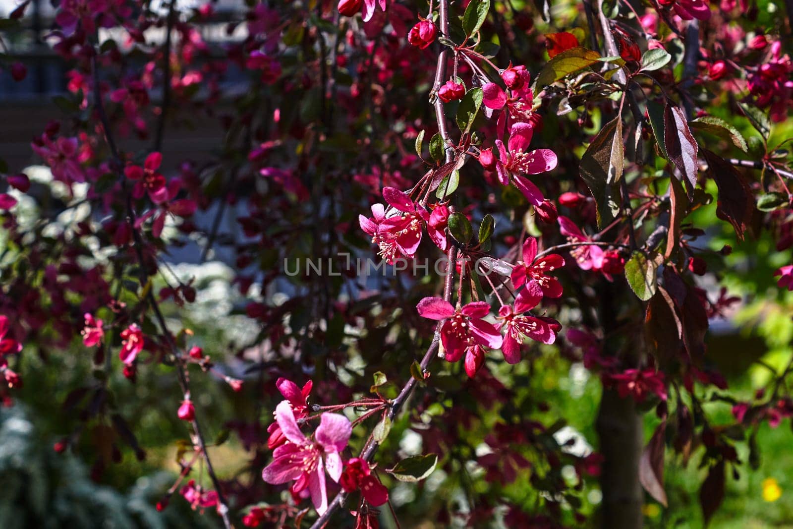 Photo of blooming rose tree Almond. Branches and flowers.