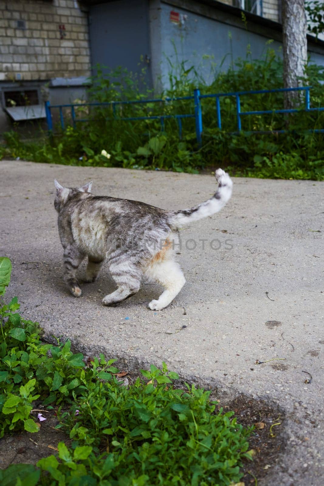 Vertical photo of gray domestic cat outdoors. Rear view of walking cat. Walking pets. Pet care and care.