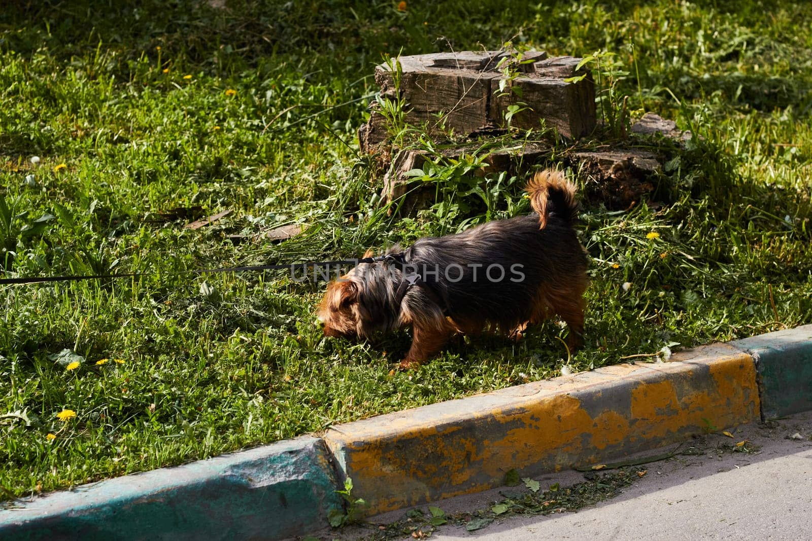 Photograph of dog walking on leash. Pedigree dog. Walking, care, maintenance of pet.