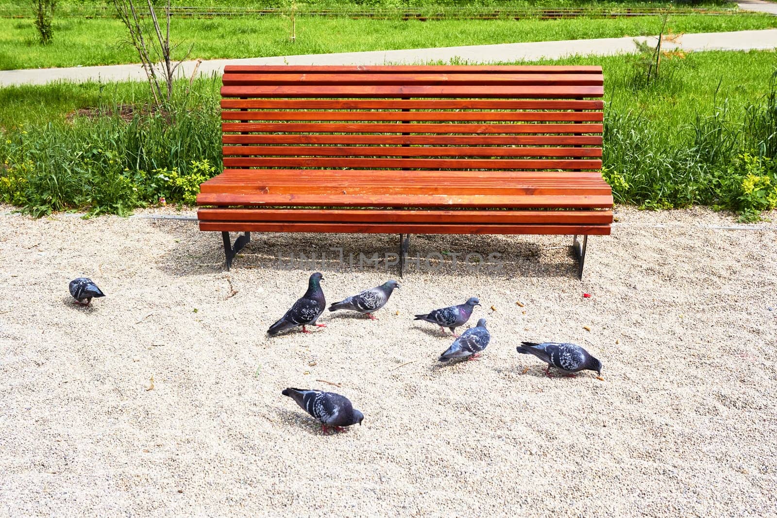 Photo of wooden bench in park with pigeons. Rest and seating. Walks.