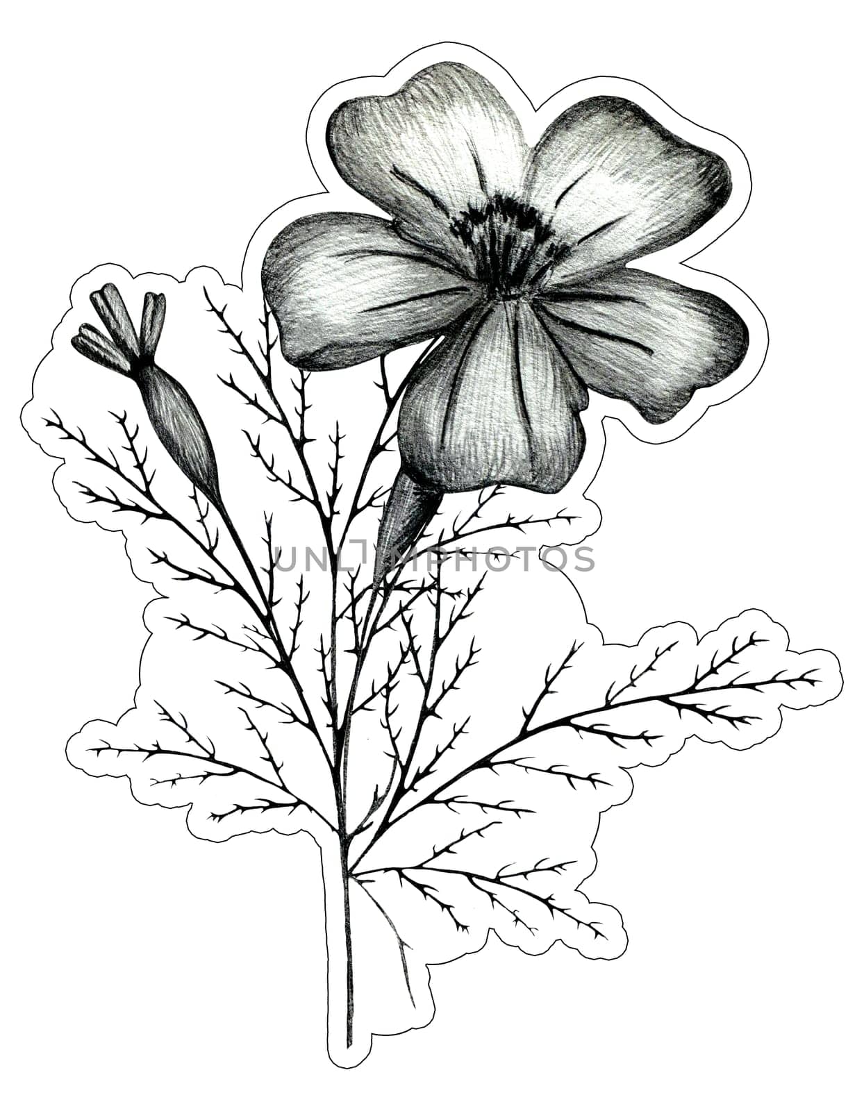 Black and White Hand Drawn Marigold Flower Composition Sticker. by Rina_Dozornaya
