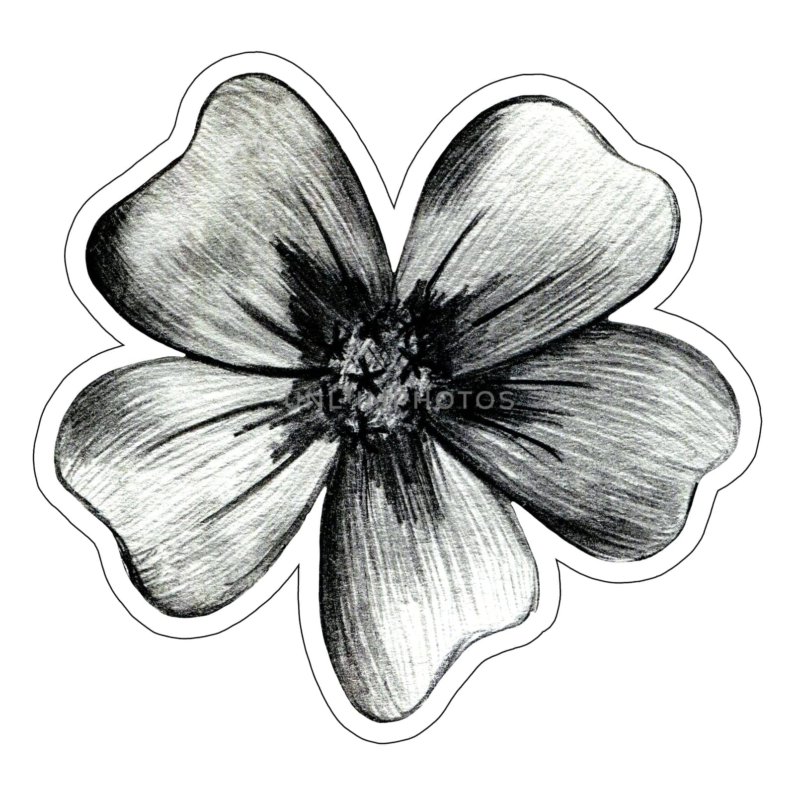 Black and White Hand Drawn Marigold Flower Sticker Isolated on White Background. Marigold Flower Drawn by Black Pencil.