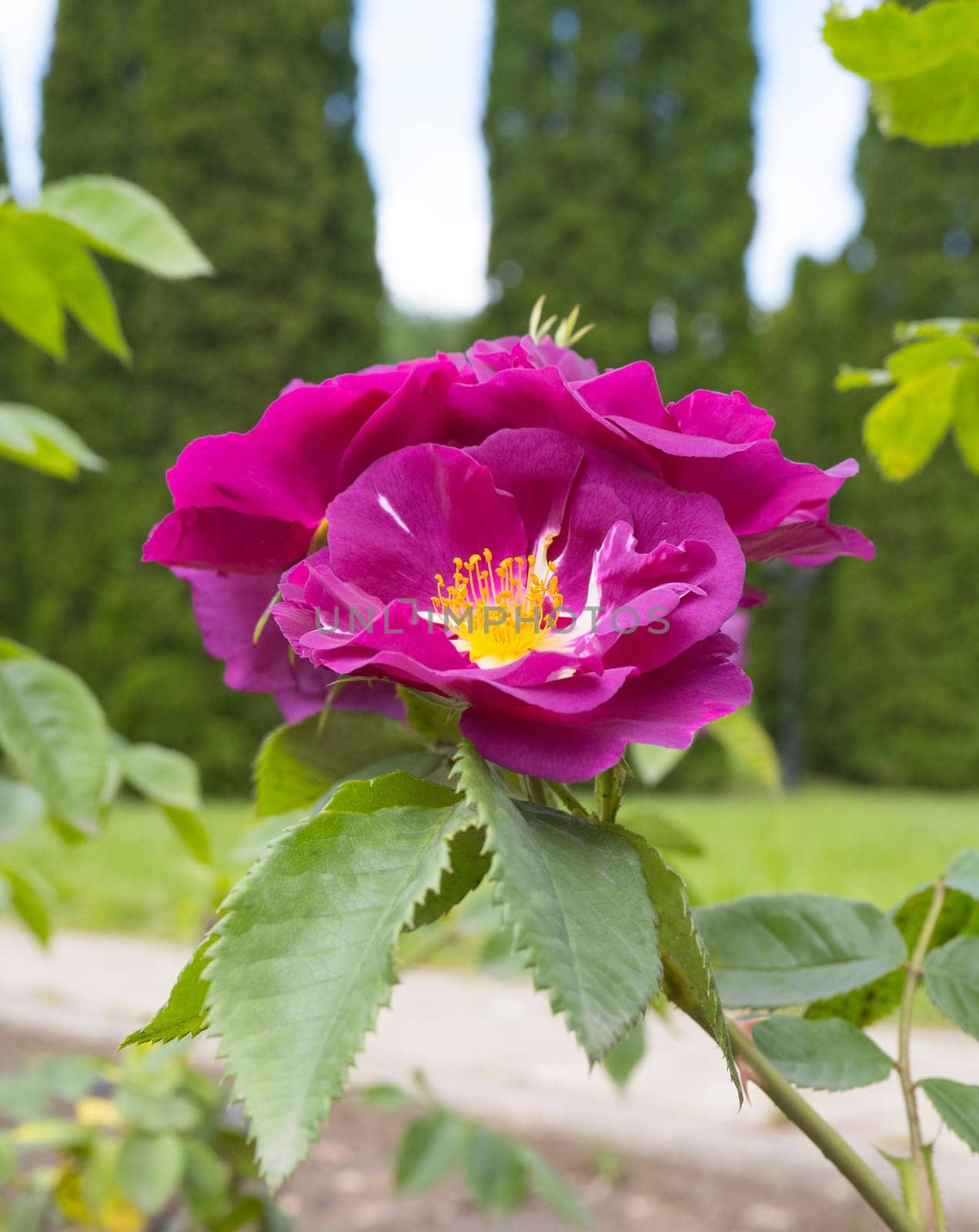 Purple rose flower. Close-up. Purple rose petals. Green leaves. Dense greenery in the background. .