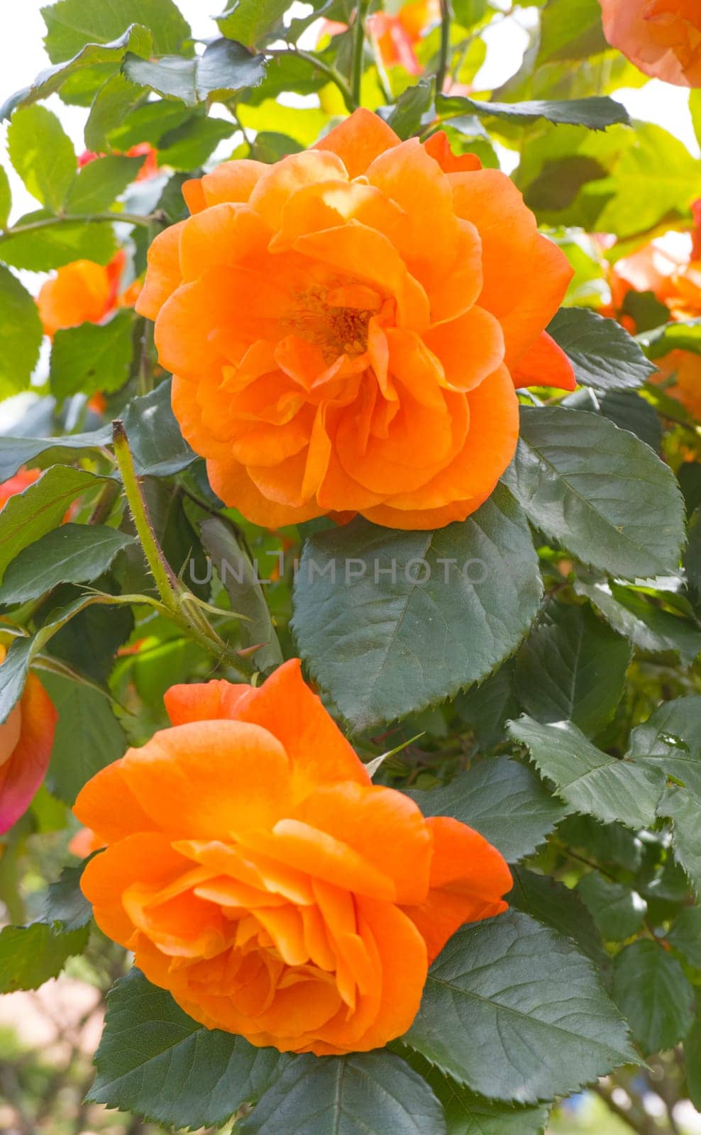 Orange rose flowers blooming side by side.