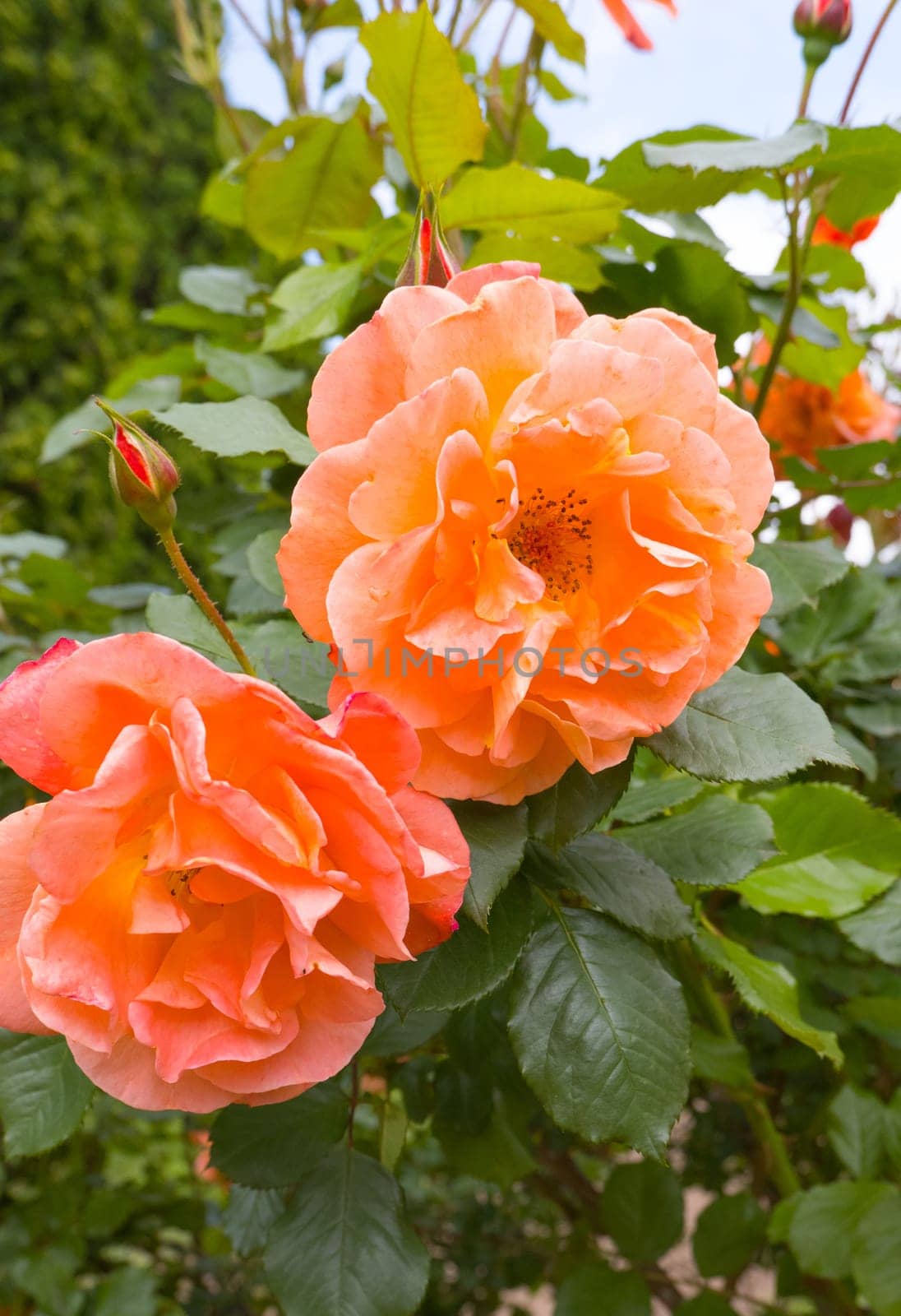 Orange rose flowers blooming side by side.