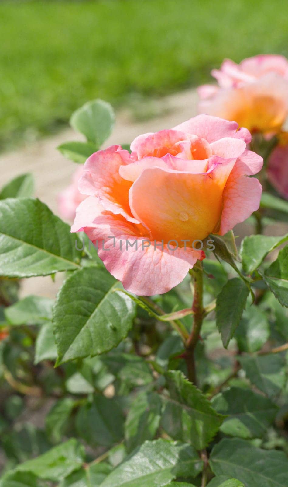 Delicate peach roses in the garden. Orange rose in the garden. Garden concept