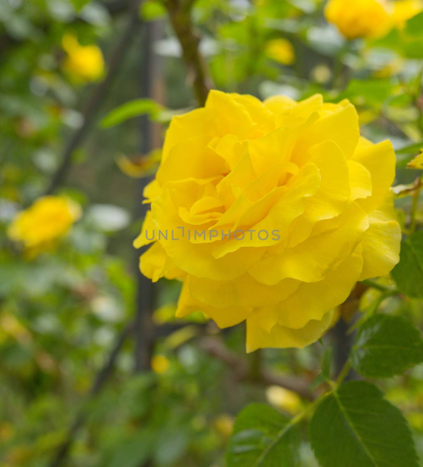 Beautiful bush of yellow roses in a spring garden. Rose garden