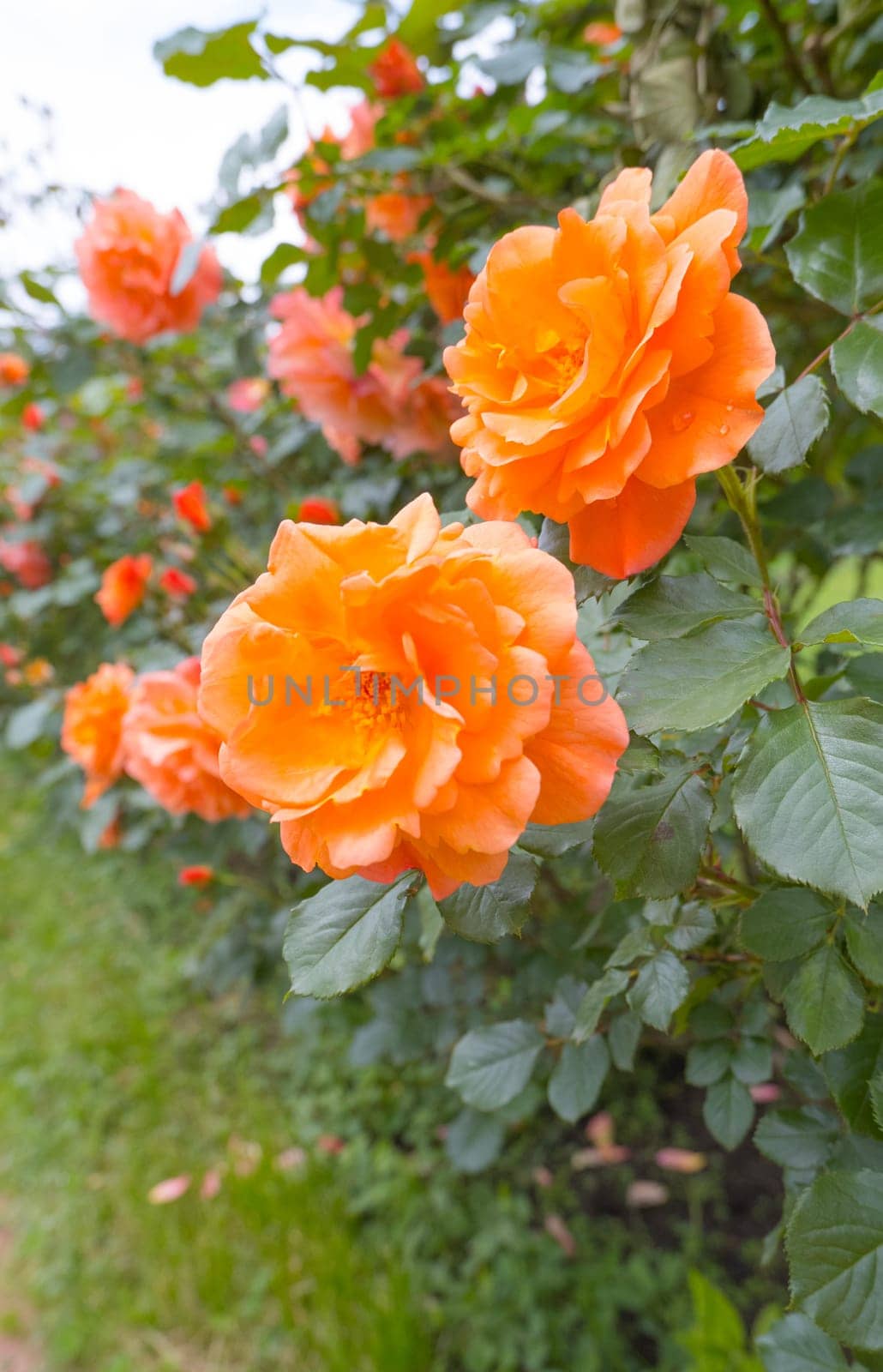 Orange rose flowers blooming side by side by Ekaterina34