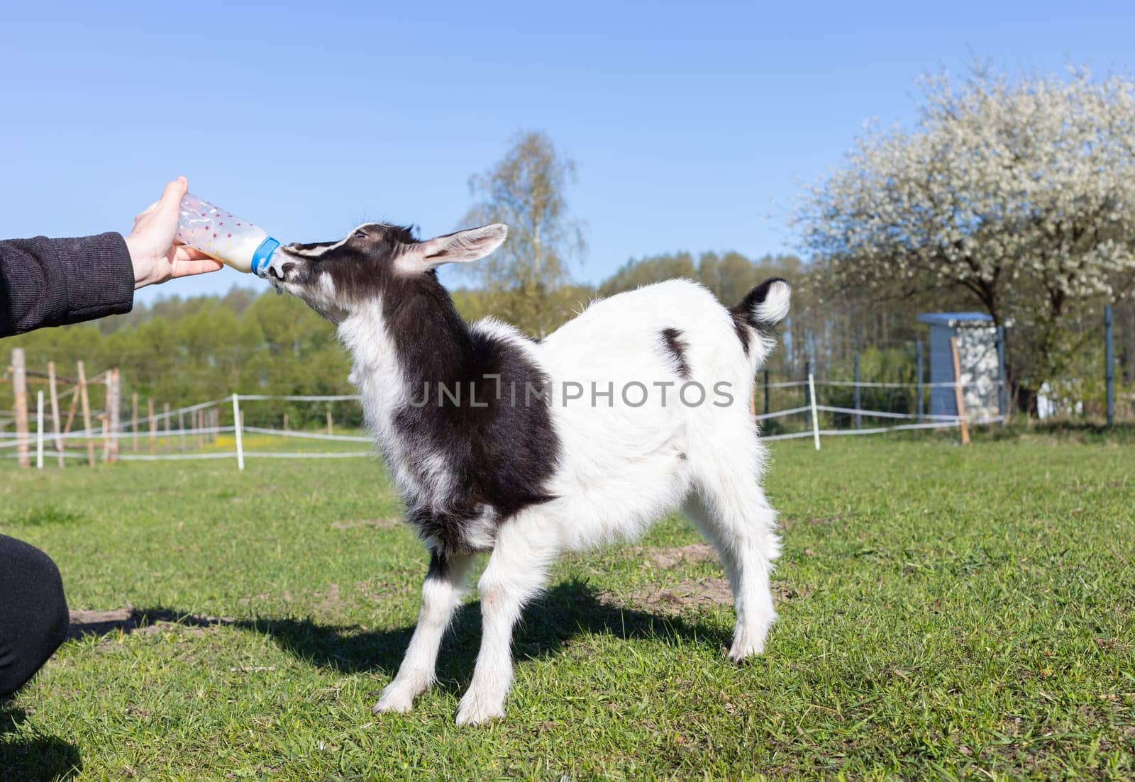 Person Feeding Babies Goat With Milk From Bottle On Farm In Summer Or Spring Time. Domestic Animals Care, Raising. Meadow, Green Blooming Trees On Background. Horizontal Plane. High quality photo