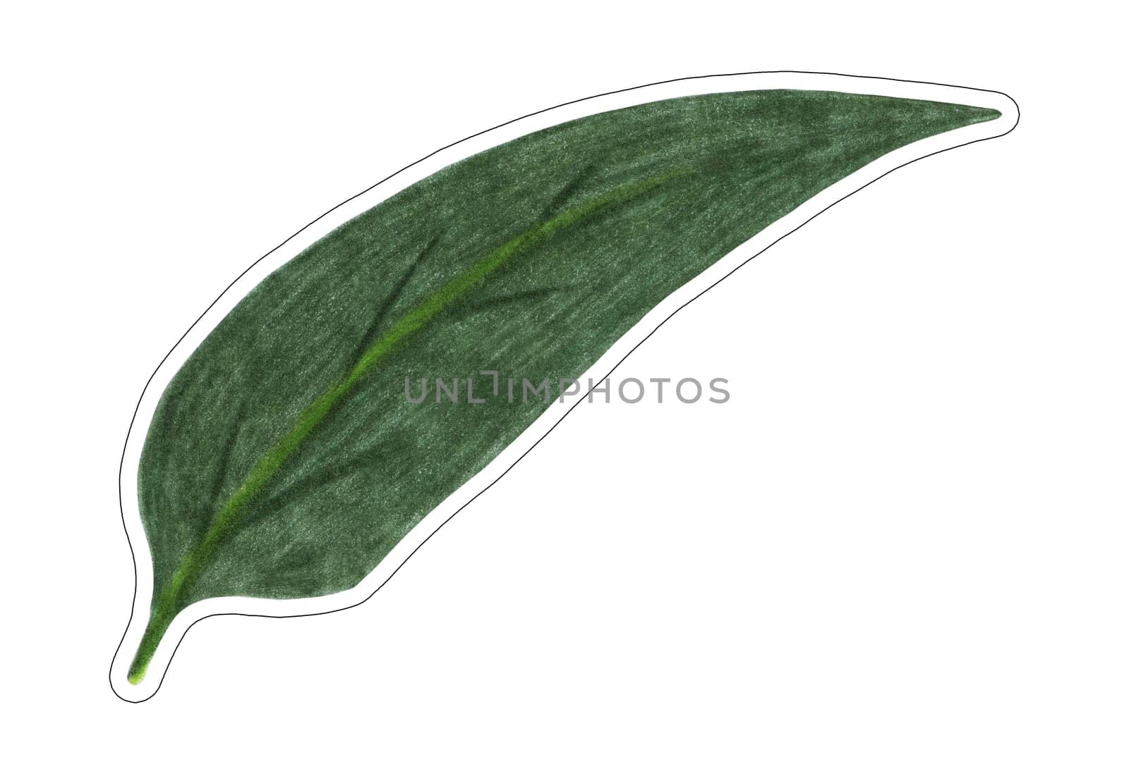 Sticker of Green Leaf of Chrysanthemum Isolated on White Background. Flower Leaf Element Sticker Drawn by Colored Pencil.