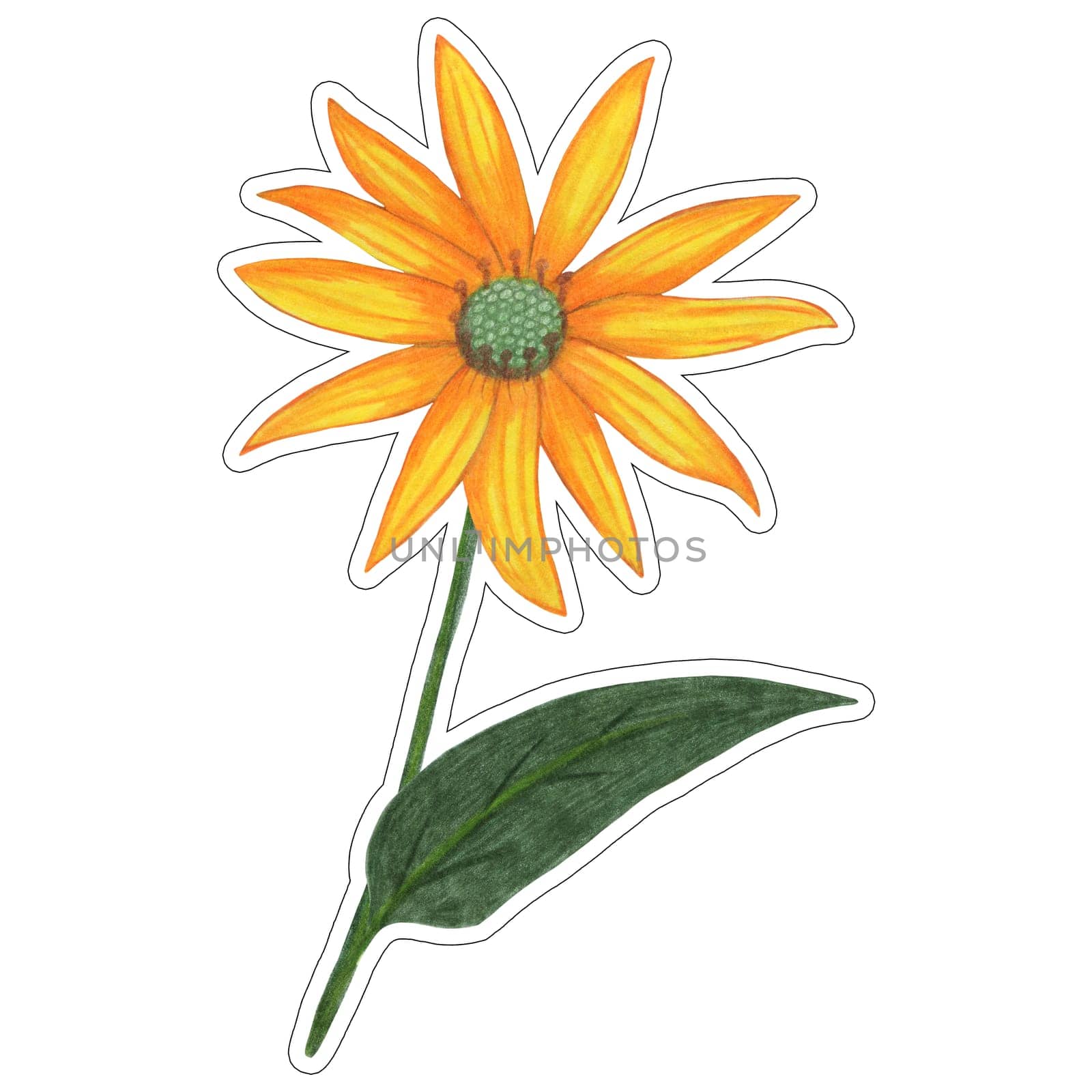 Sticker of Yellow Topinambur with Green Leaves Isolated on White Background. Jerusalem Artichoke Flower Element Sticker Drawn by Colored Pencil.