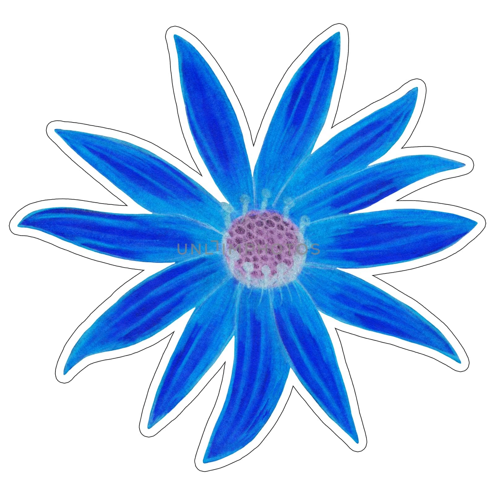 Sticker of Blue Topinambur Isolated on White Background. Jerusalem Artichoke Flower Element Sticker Drawn by Colored Pencil.