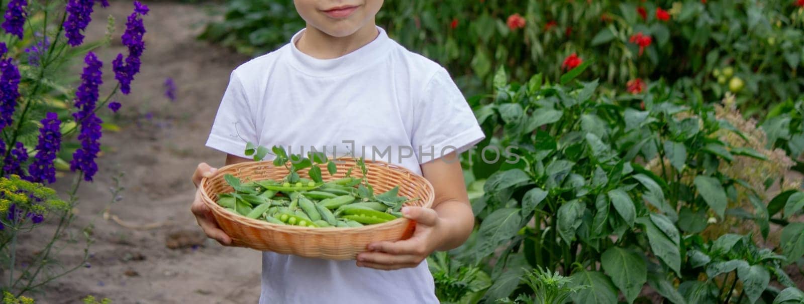 the child is holding a basket with freshly picked peas. Selective focus