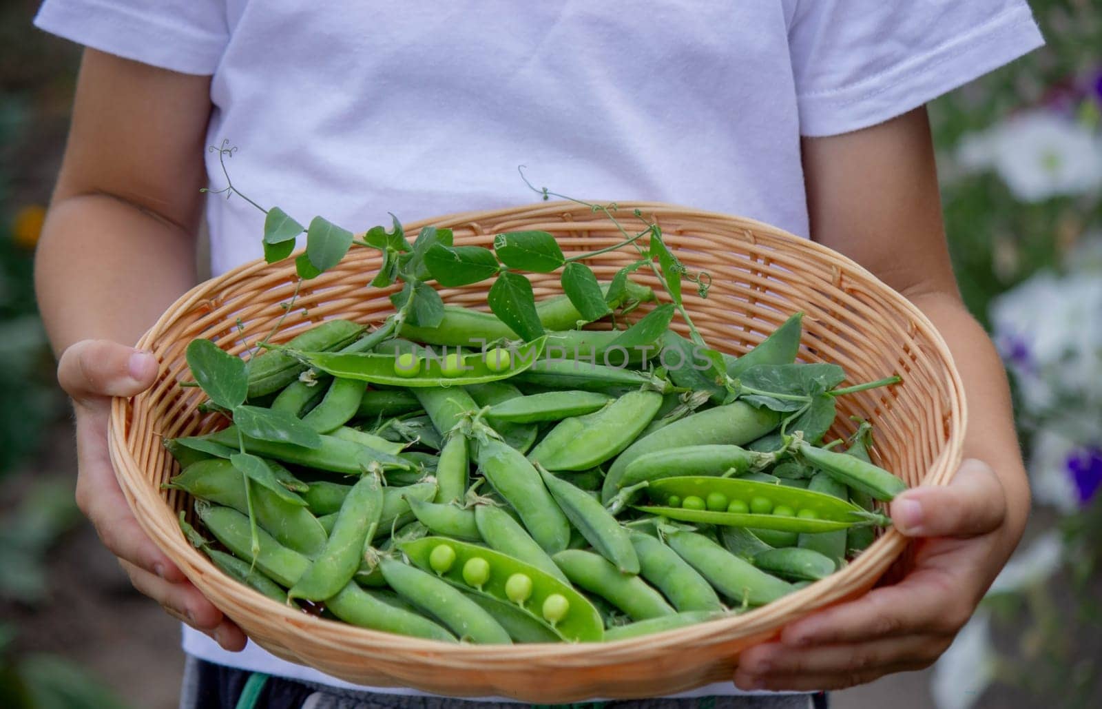 the child is holding a basket with freshly picked peas. Selective focus