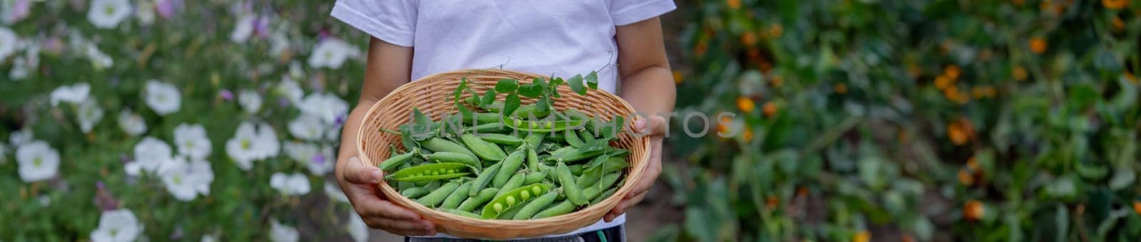 the child is holding a basket with freshly picked peas. Selective focus