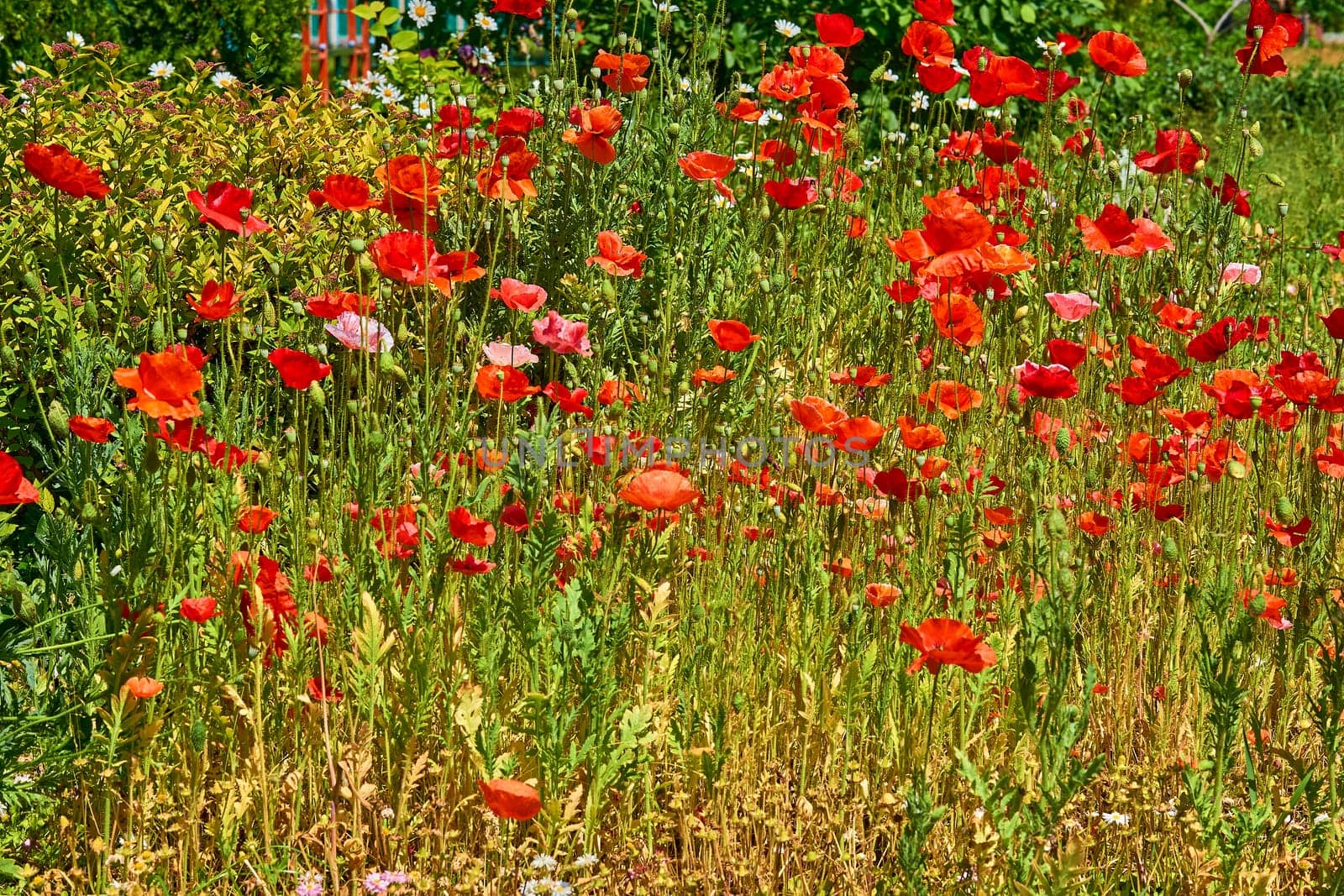 Sunny warm summer meadow with many red scarlet tender medicinal poppies by jovani68