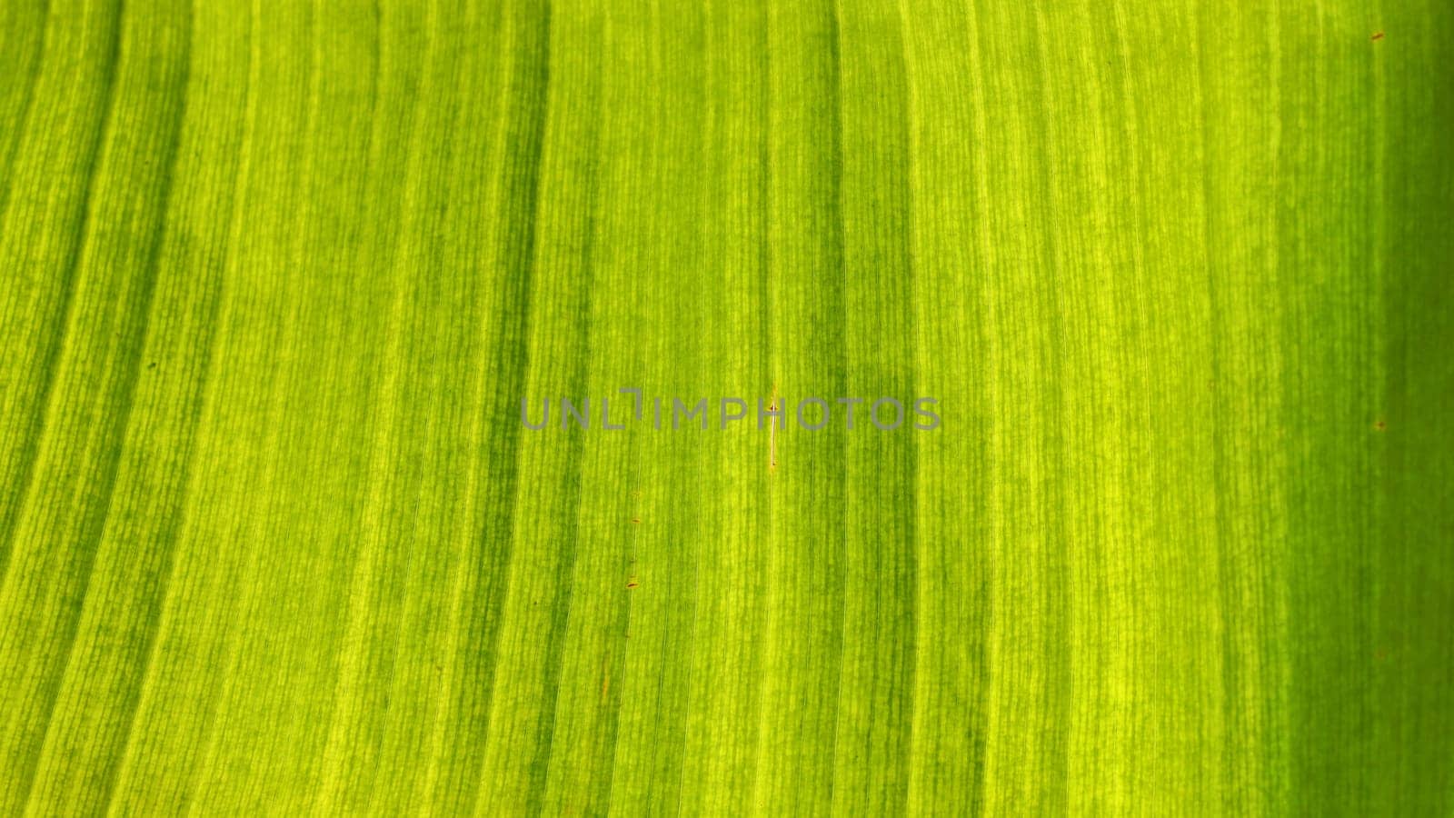 Texture on banana leaf lit by sun, abstract tropical natural background.