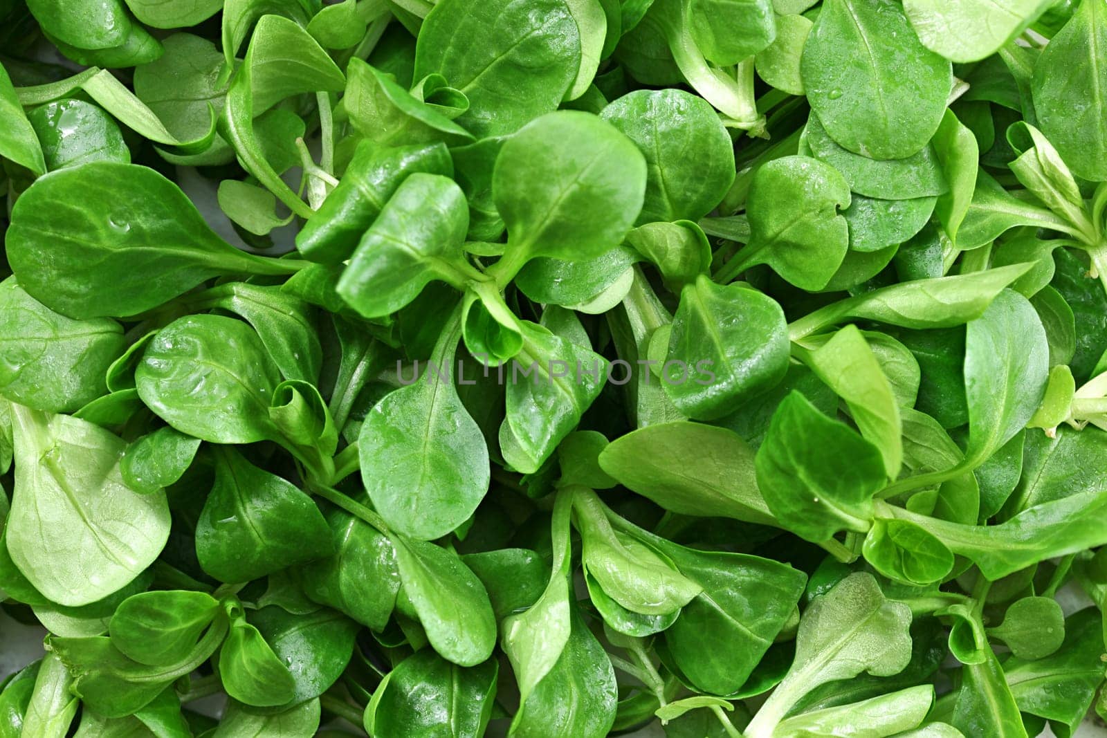 Top down detailed view, cornsalad ( Valerianella locusta ) leaves wet from water.