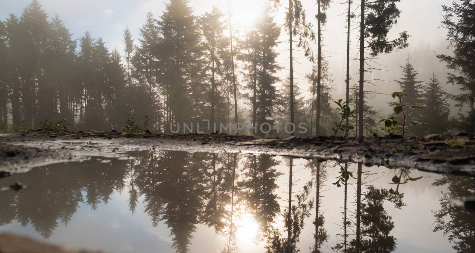 Beautiful autumn in the forest. Reflection of pines in an open bog and ripples in the water. download photo