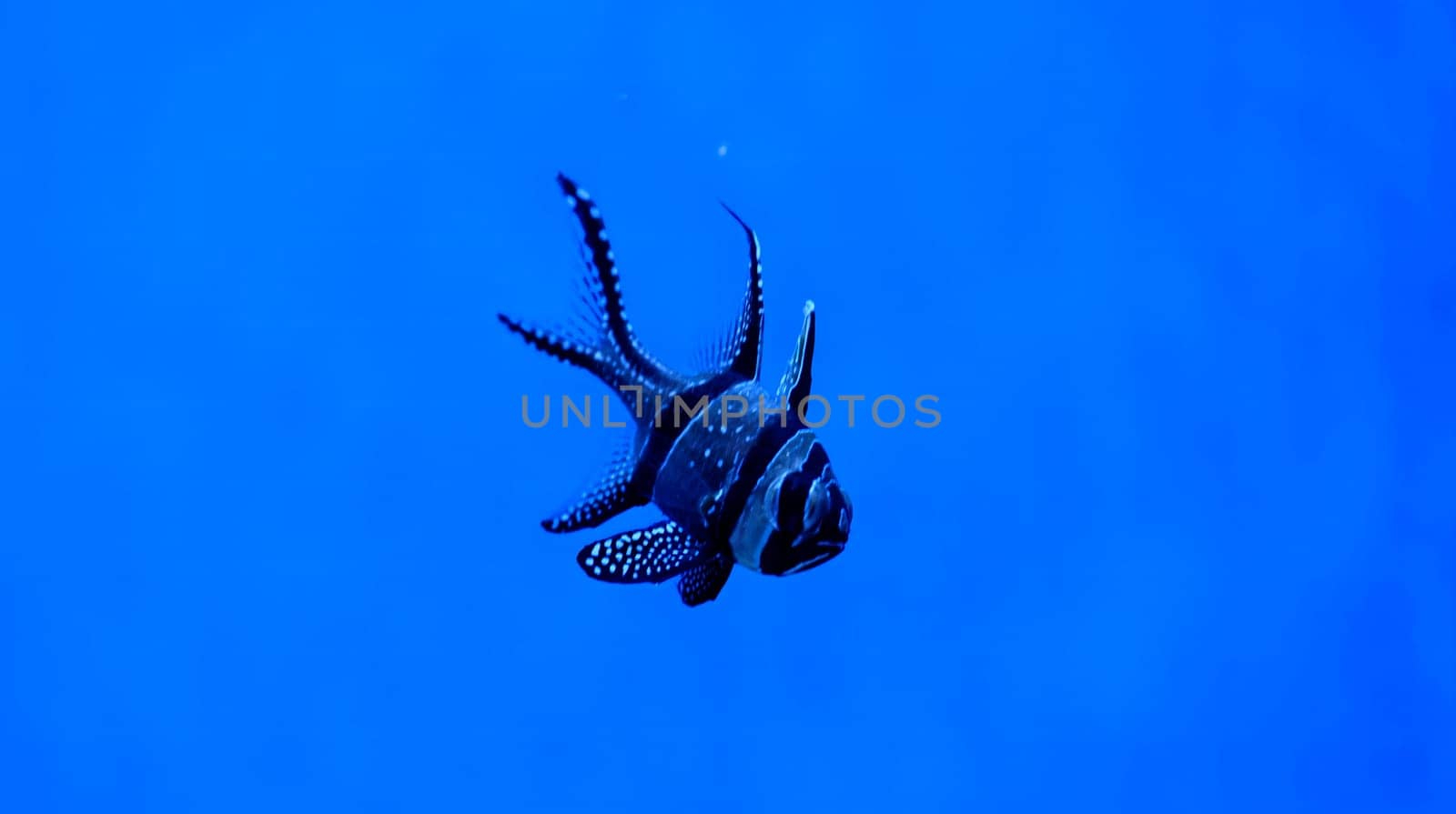 Banggai cardinal swimming in the water. A beautiful Longfin cardinal fish - Kauderns cardinal. Wild life animal. download photo