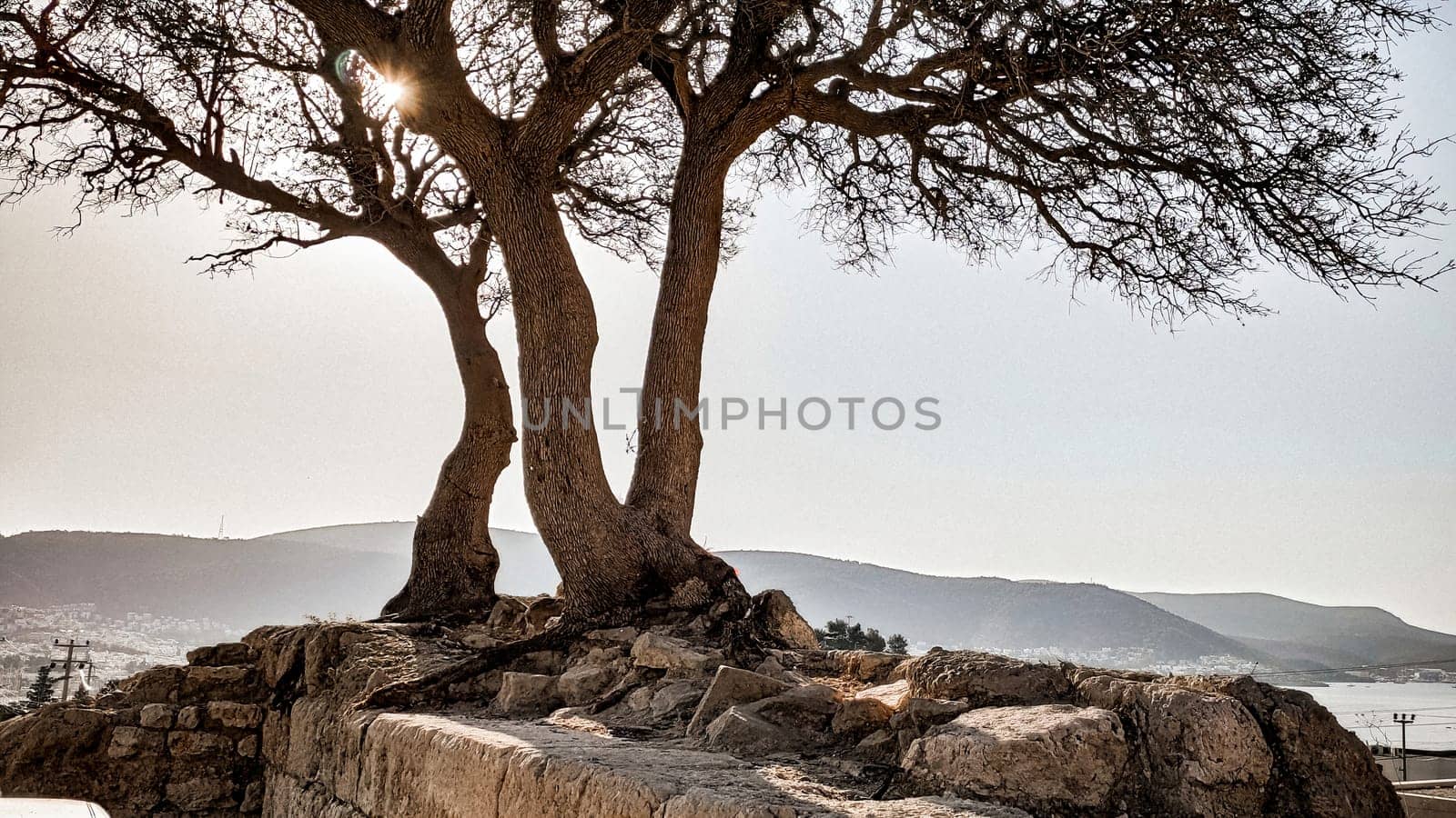 Lonely tree on an hill. Silhouette of a tree without leaves on a rocks of old historical castle against a clear sunset sky in biege tones. download photo