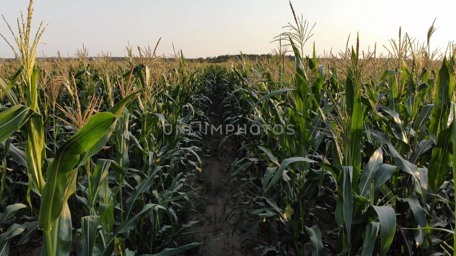 Corn young field. Seedlings planted in a row