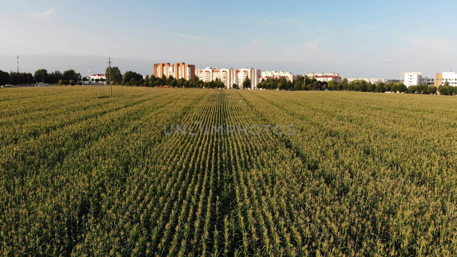 A cornfield of green by the city. Drone video