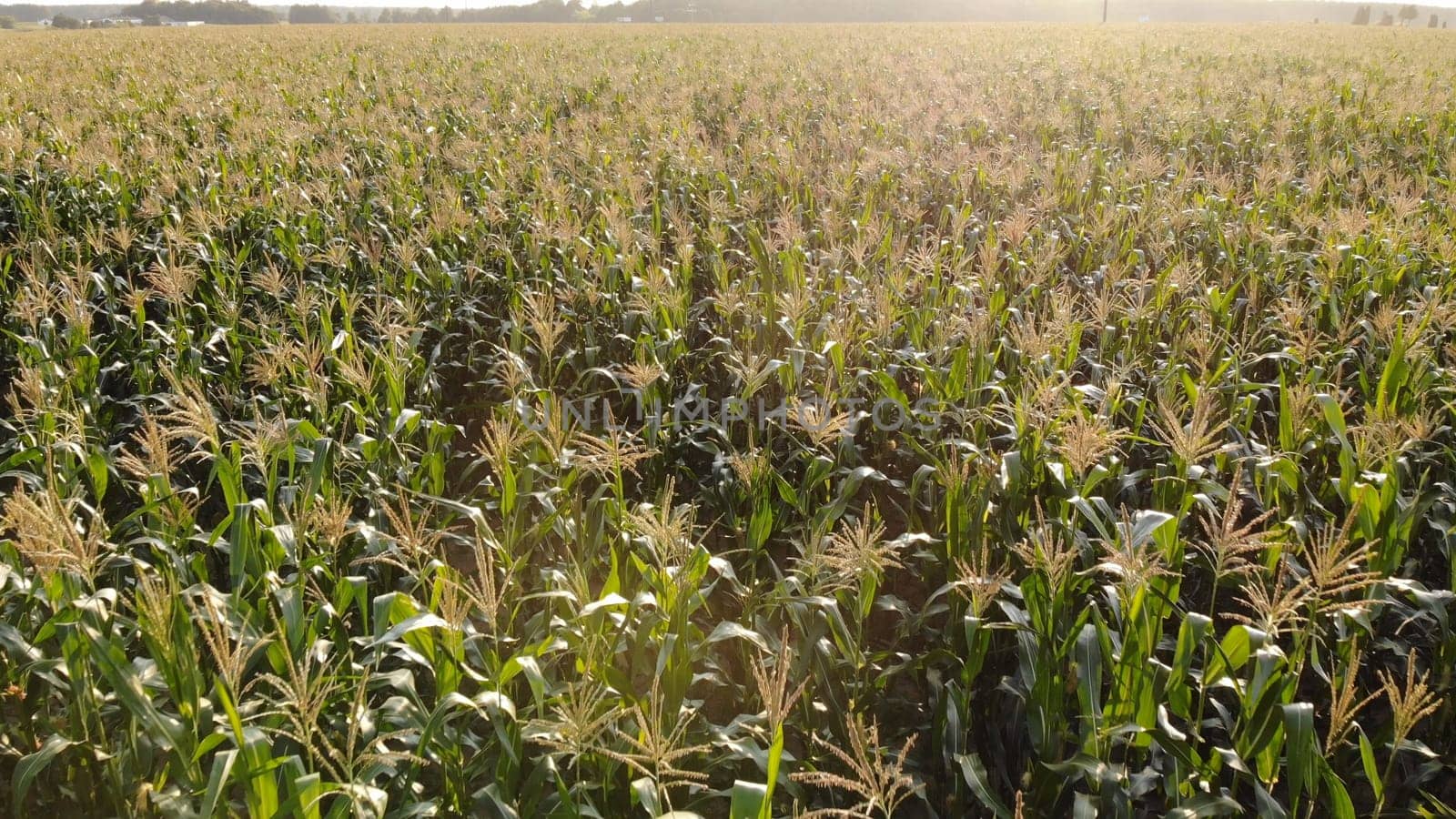 Corn young field. Seedlings planted in a row
