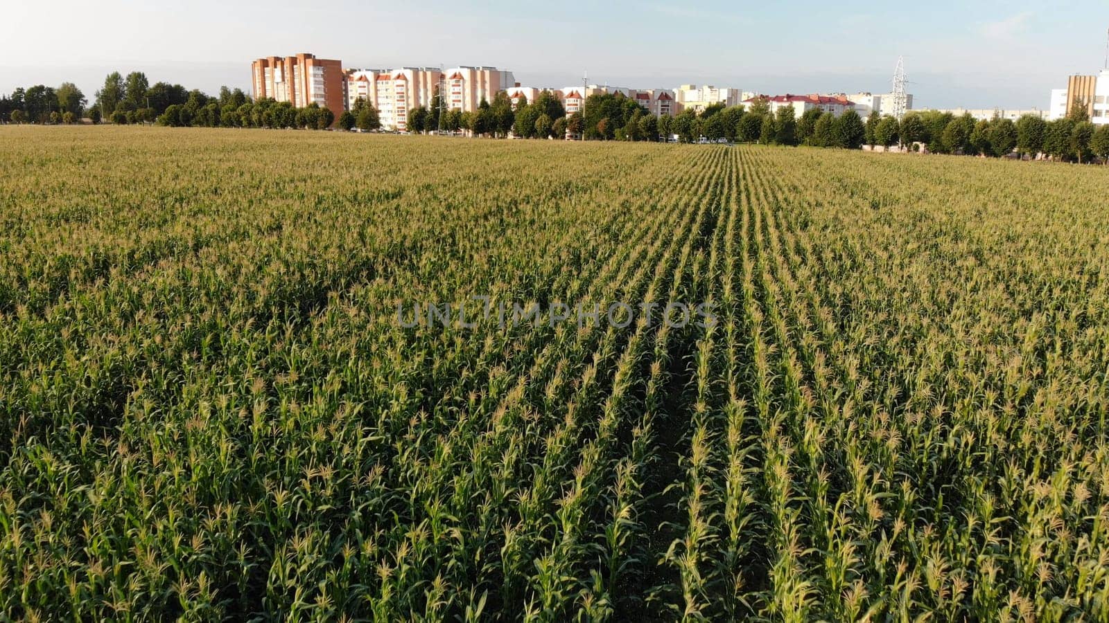 A cornfield of green by the city. Drone video