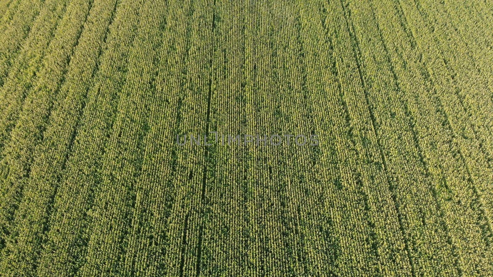 Aerial view with a drone of a field of corn flowered perfectly sown. Precision agriculture and sowing with variable doses of seed begins to dominate the agricultural industry.