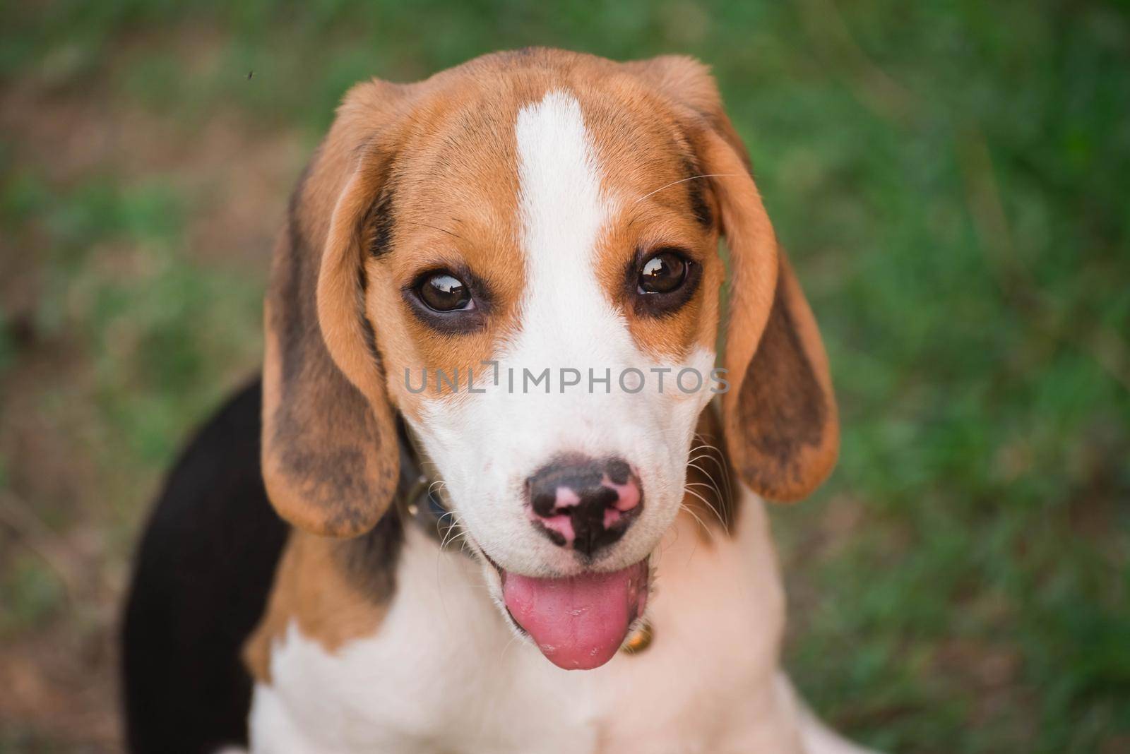 Close up of cute young Beagle playing in garden