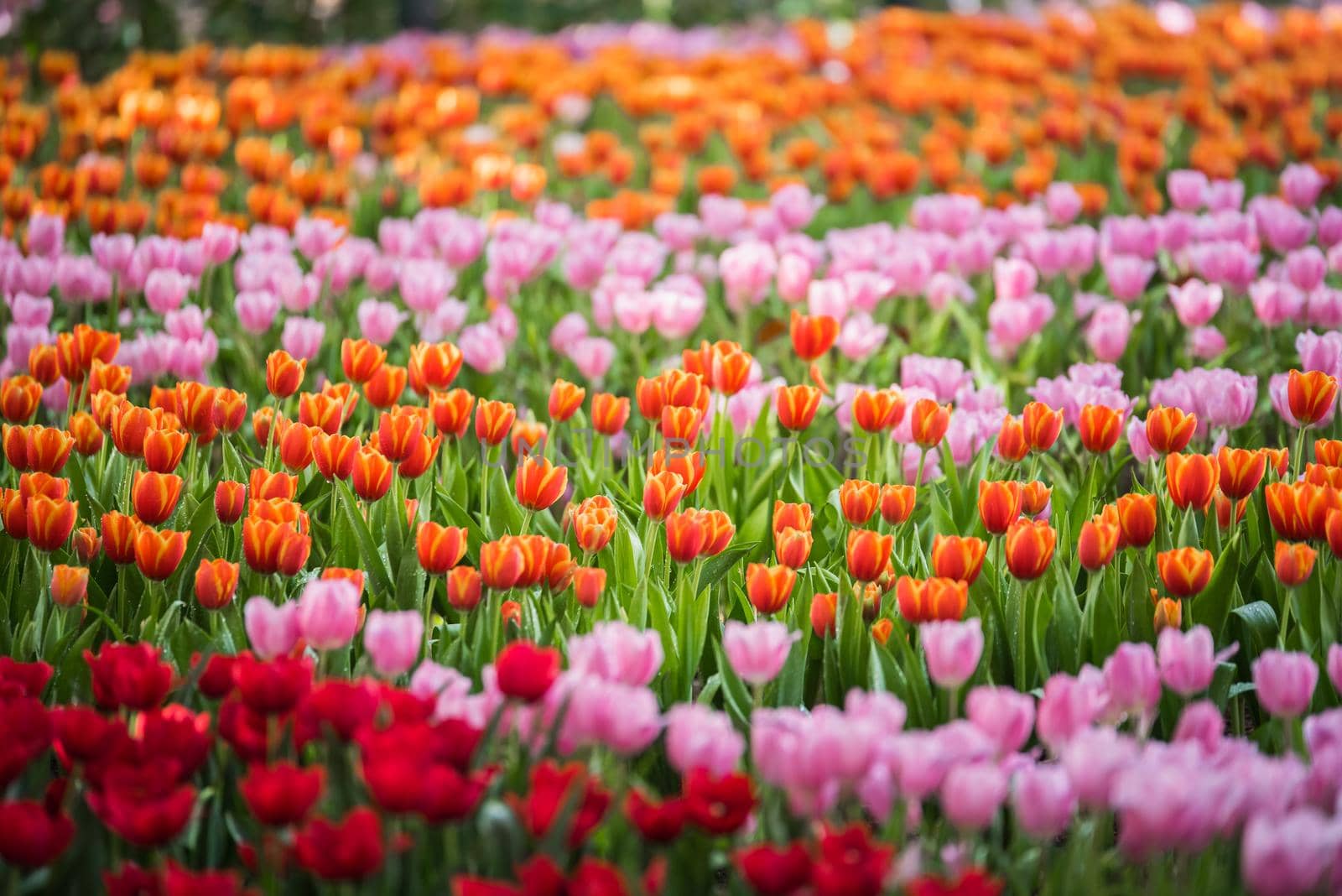 tulip flowers in the garden