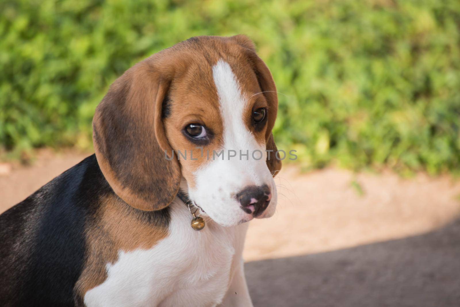 Close up of cute young Beagle playing in garden