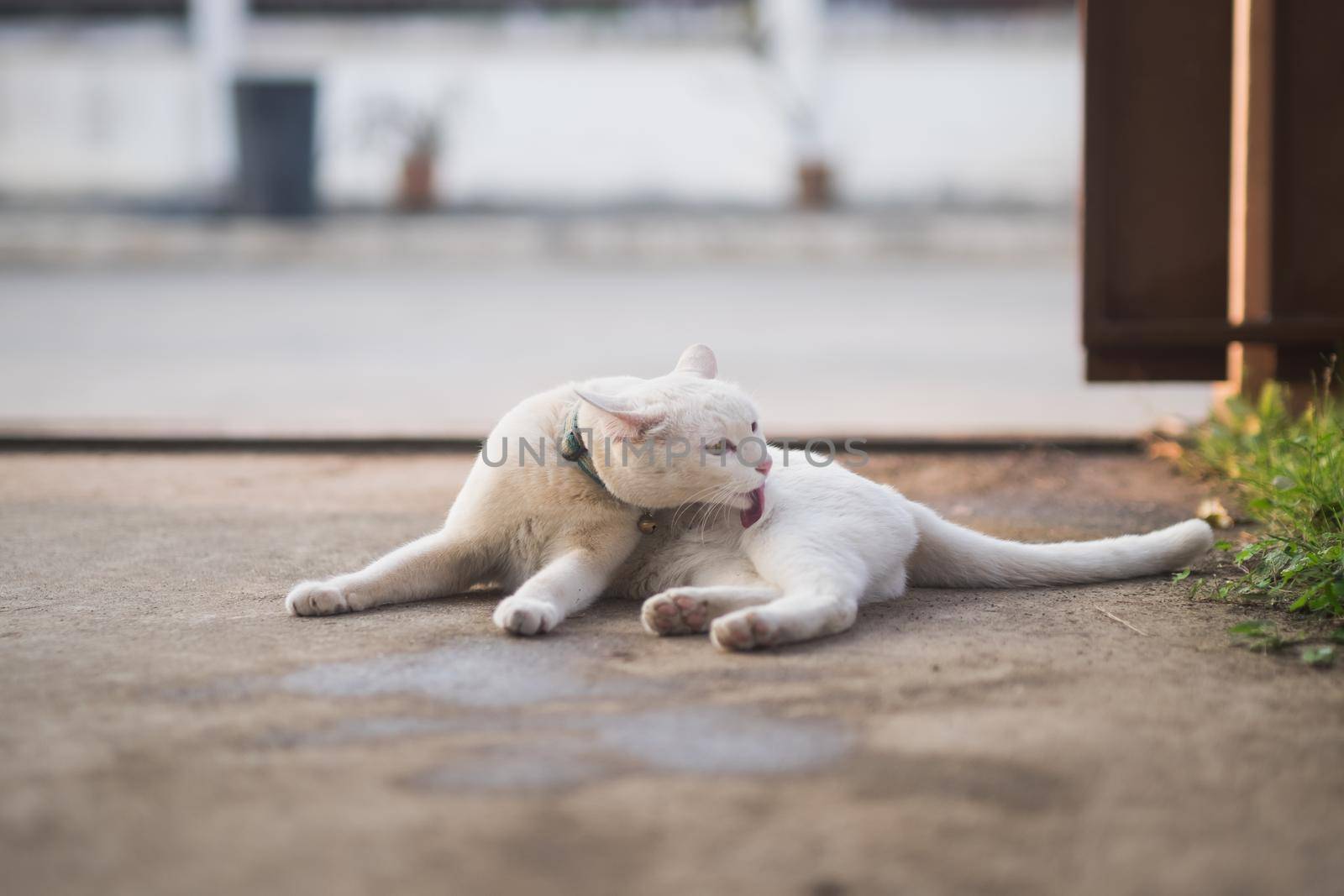 cute white cat sitting by Wmpix