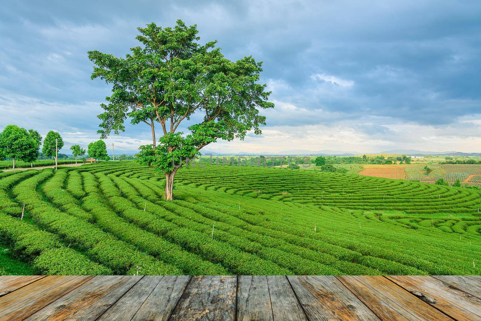 wood floor on green tea farm, Chiang Rai