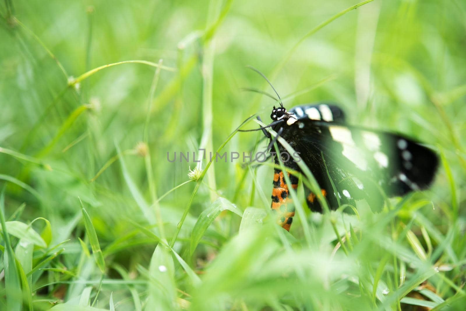 black butterfly on green grass