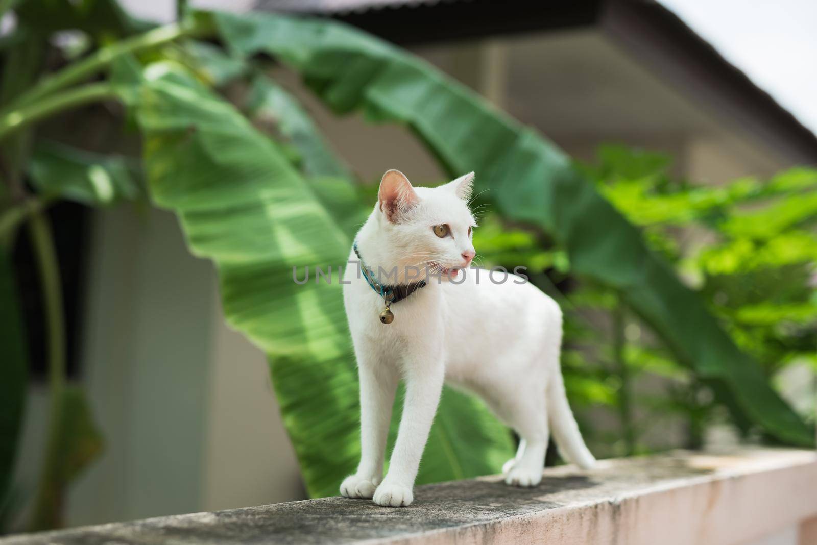 white cat on the wall by Wmpix