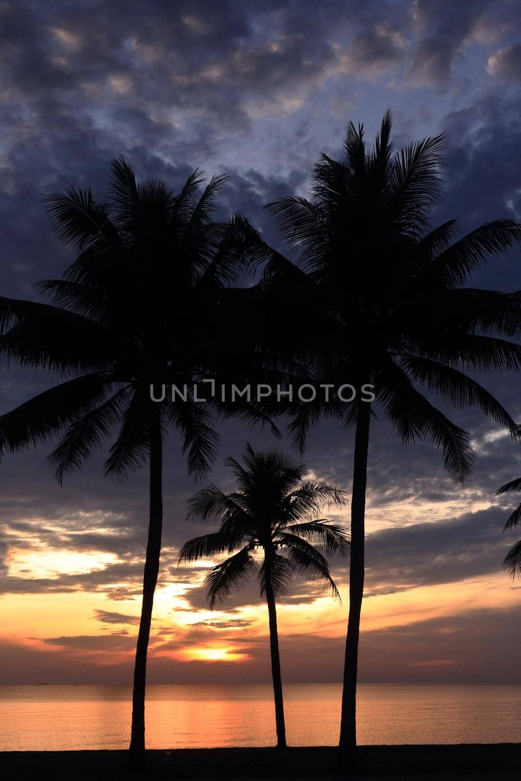 silhouette, coconut trees in the morning and sunrise.