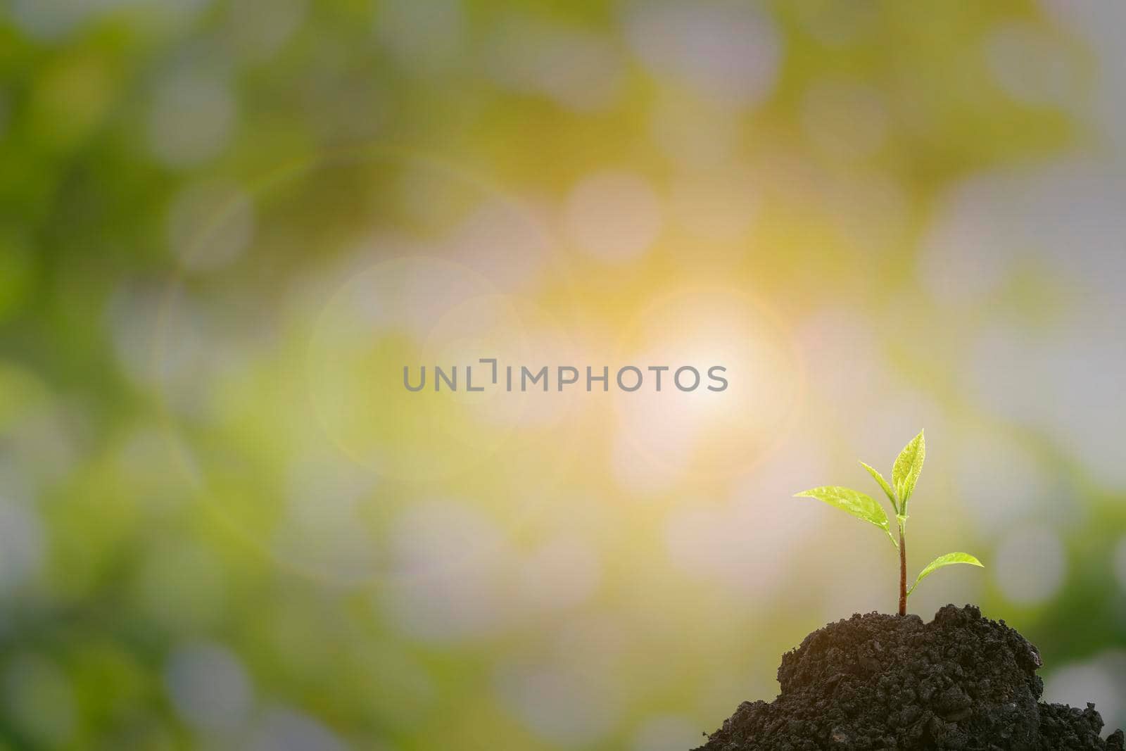 Close-up of a sapling of a tree emerging from a mound with beautiful sunlight. by wattanaphob