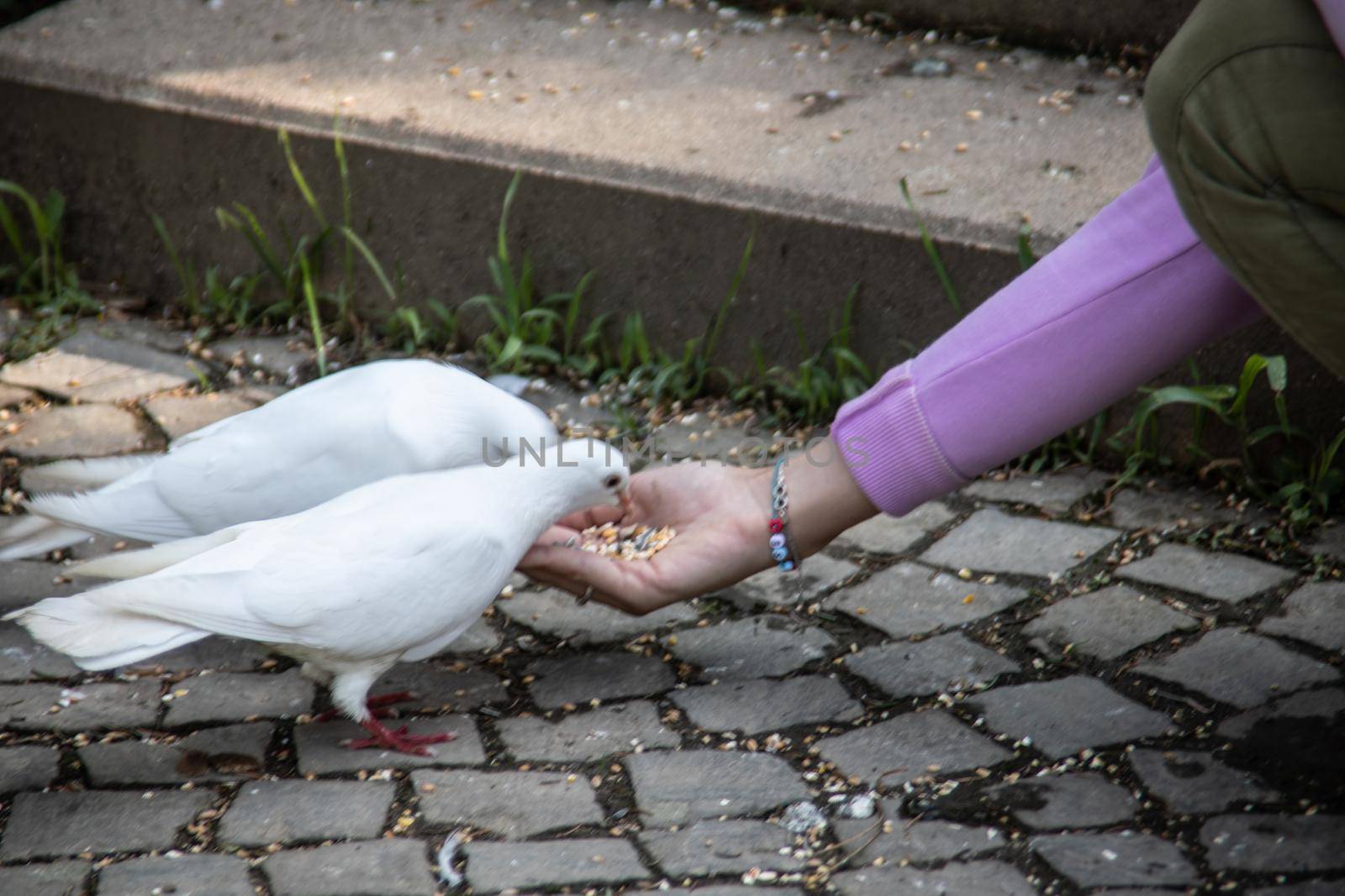 white pigeon is feeding by Hand