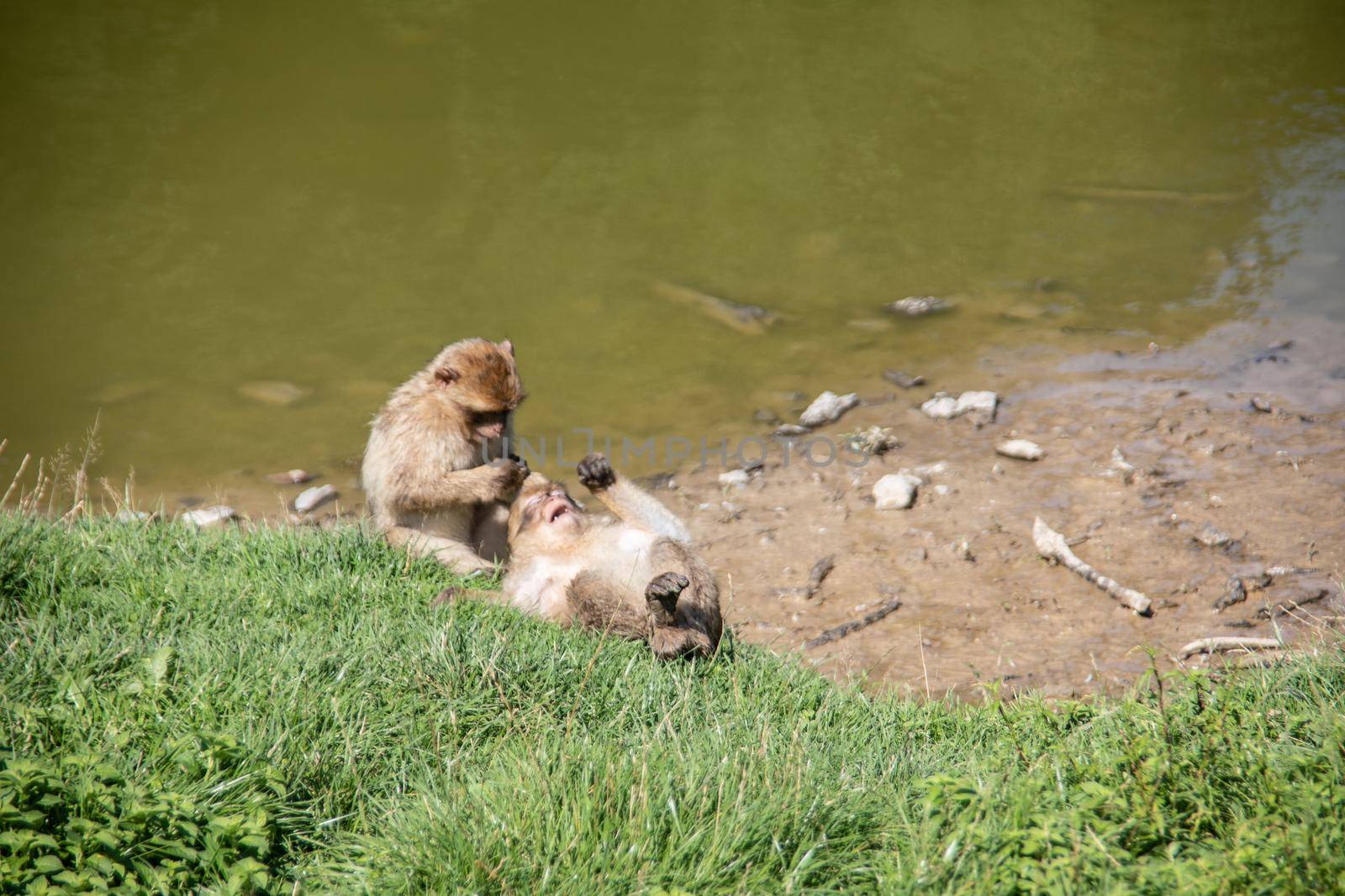 Berber monkeys by Dr-Lange