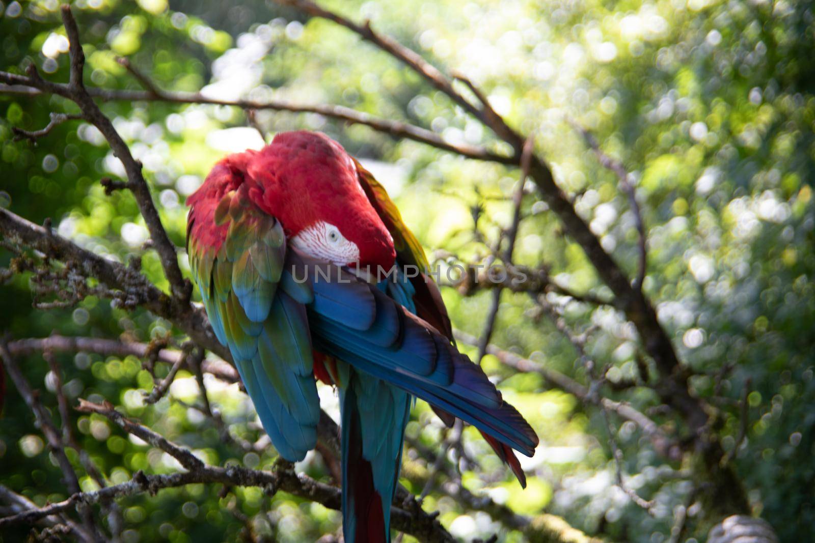 red blue green big parrots from south america