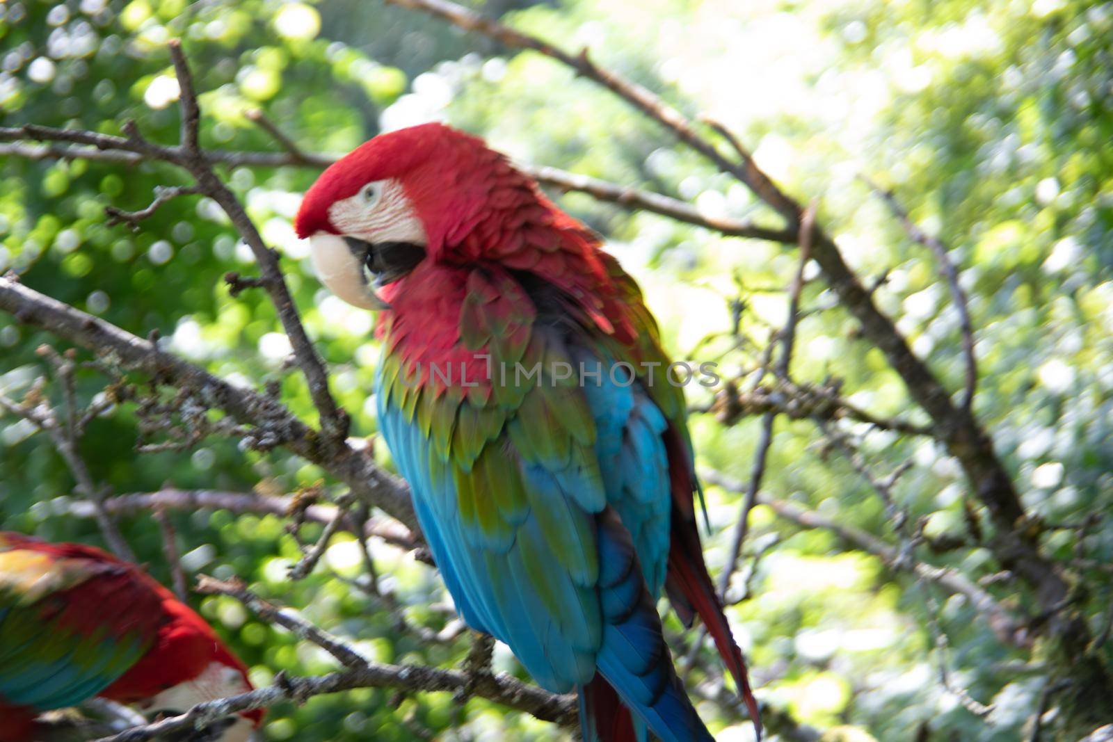 red blue green big parrots by Dr-Lange