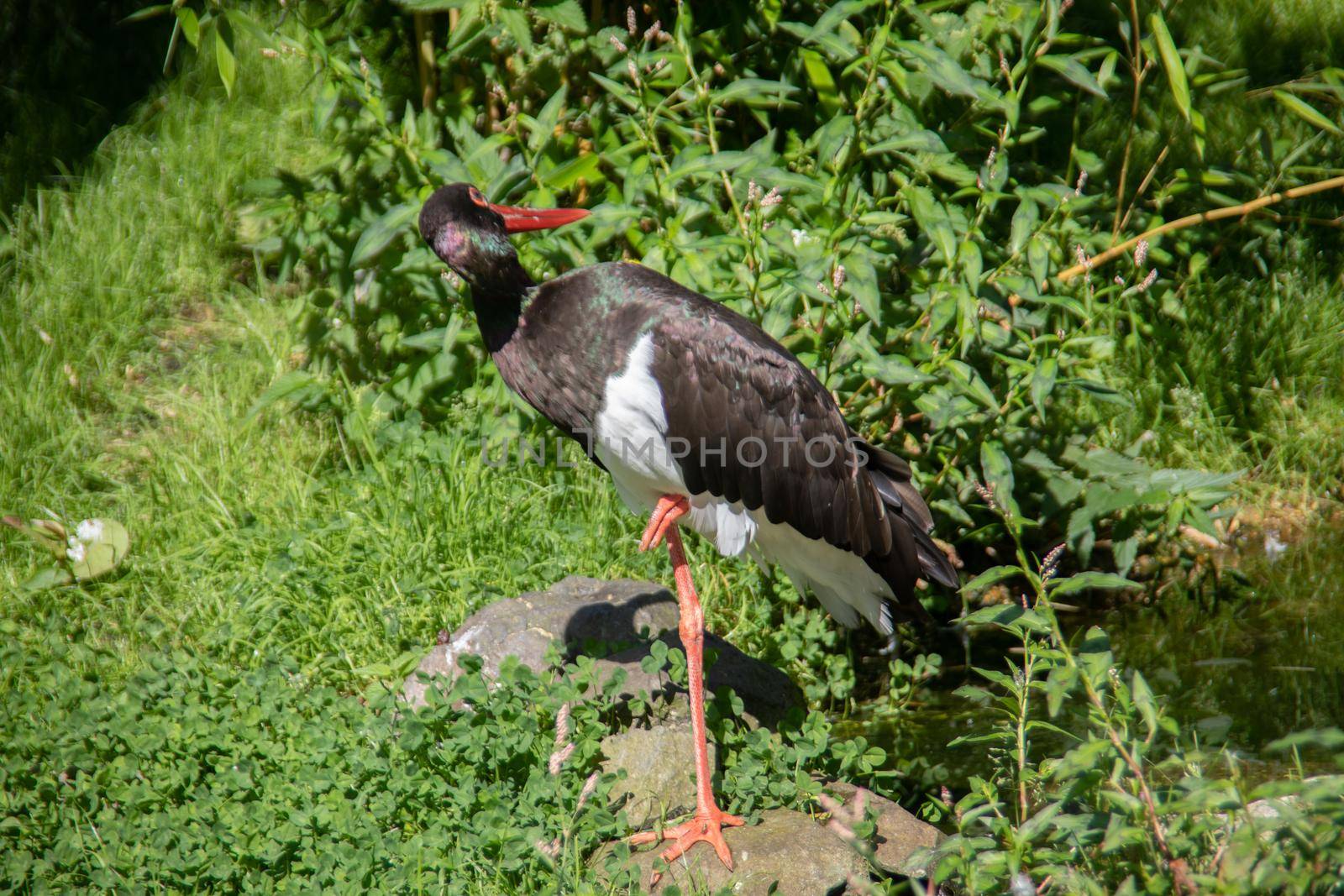 Black stork with a long red beak is standing in the meadow