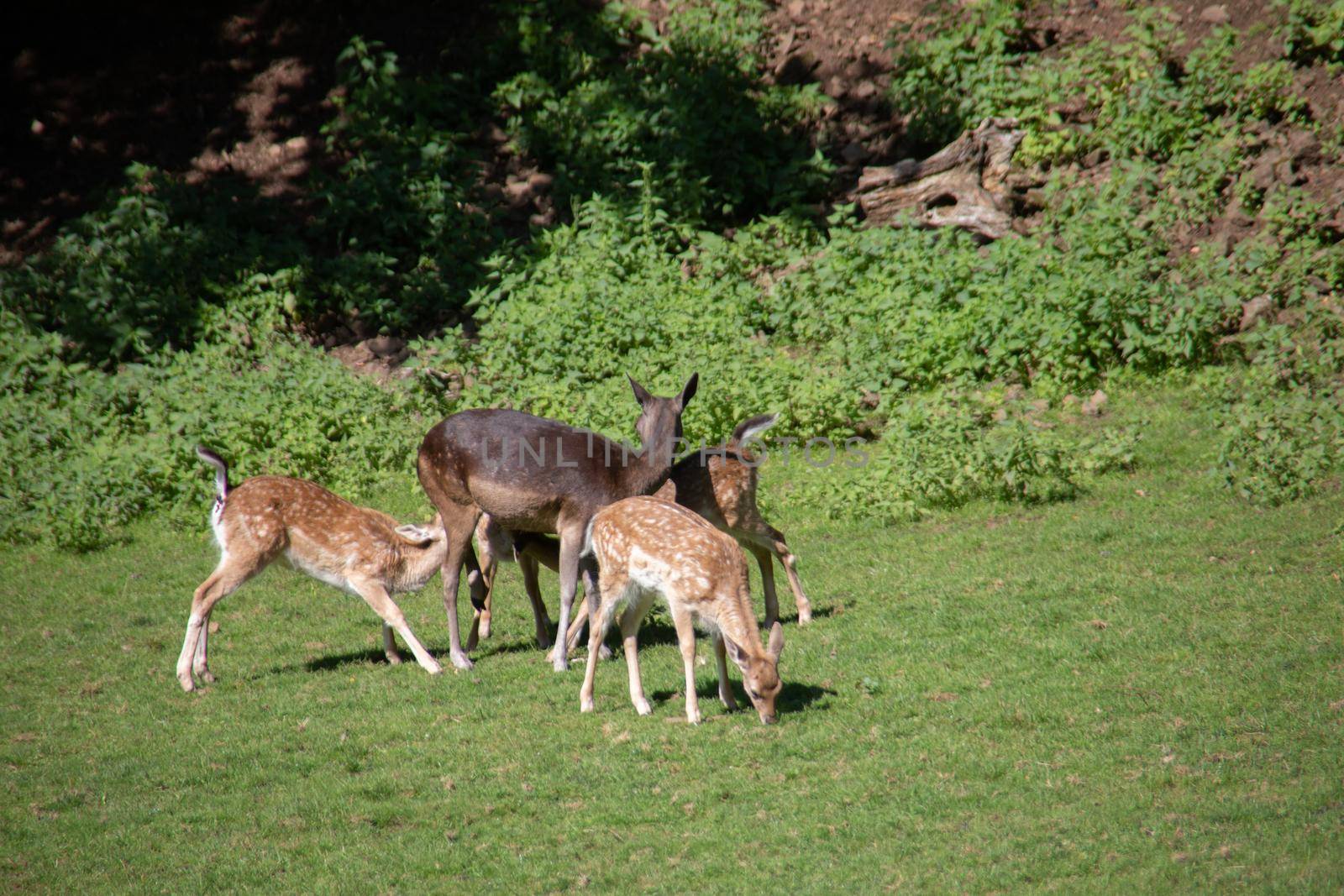 Deer at the edge of the forest and in the meadow