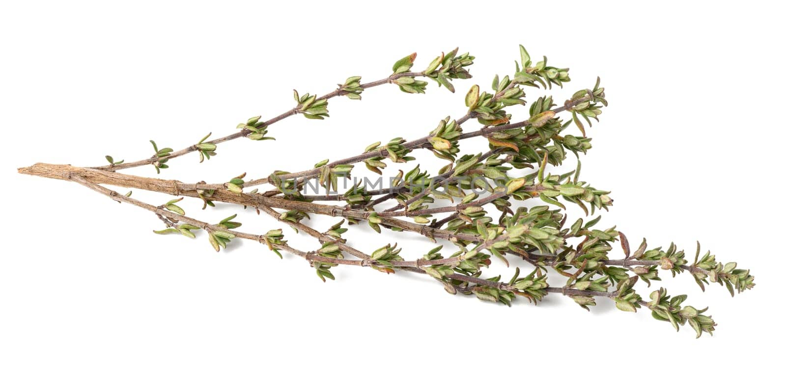 Sprigs of thyme on a white isolated background, top view by ndanko