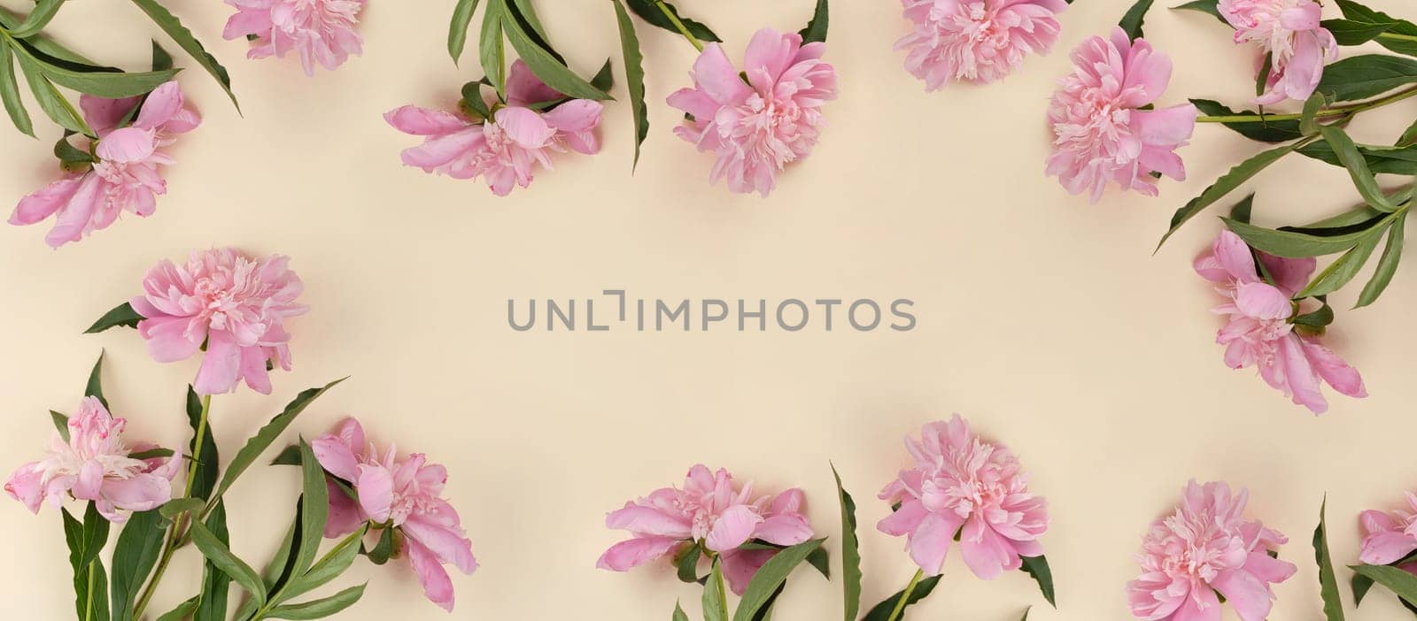 Blooming pink peony buds on a peach background, empty space in the middle, top view